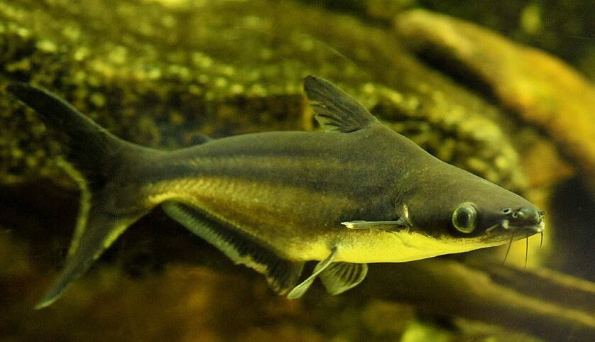 淡水鯊魚有哪些【淡水鯊魚有幾種】