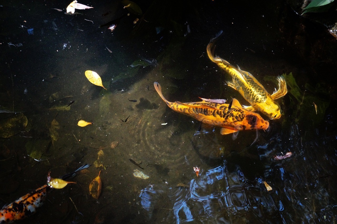 金塵雷龍魚價格【如何判斷金塵雷龍魚價格是否合理】 水族問答 第2張 金塵雷龍魚價格【如何判斷金塵雷龍魚價格是否合理】 金塵雷龍魚價格【如何判斷金塵雷龍魚價格是否合理】 水族問答 第2張