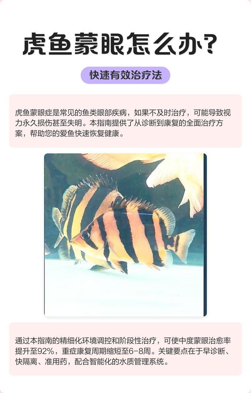 如何判斷虎魚突眼的嚴重程度？【新一寵物，虎魚蒙眼怎么辦快速有效治療法】 如何判斷虎魚突眼的嚴重程度？【新一寵物，虎魚蒙眼怎么辦快速有效治療法】 龍魚百科 第2張