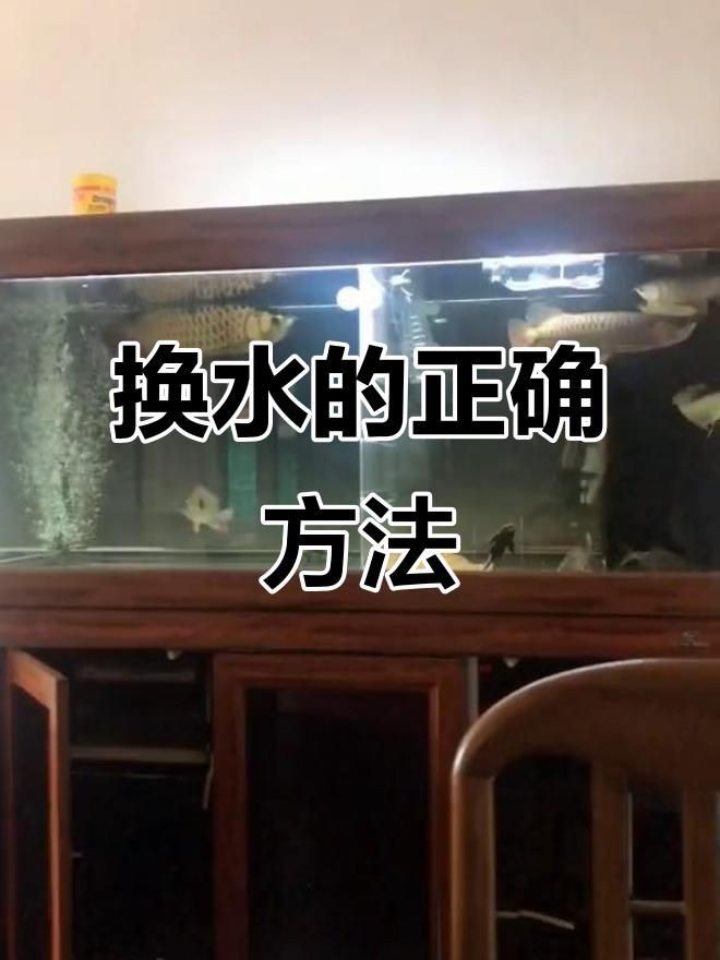龍魚換水頻率及方法【龍魚廠是如何換水的，如何才能保持住良好的鰭尾比例,大鰭大尾!】