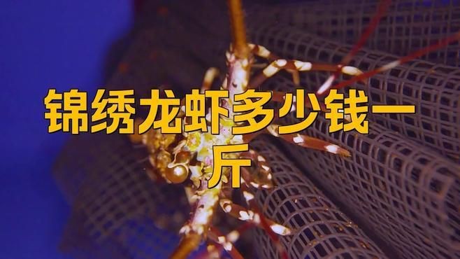 錦繡龍蝦多少錢一斤【錦繡龍蝦價格揭秘豆腐腦貓兒錦繡龍蝦有哪些營飪方法】 錦繡龍蝦多少錢一斤【錦繡龍蝦價格揭秘豆腐腦貓兒錦繡龍蝦有哪些營飪方法】 龍魚百科 第1張