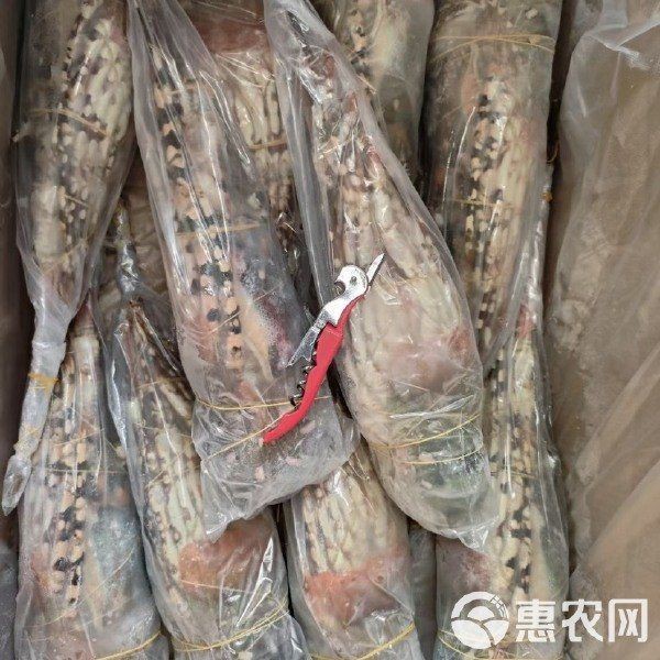 錦繡龍蝦多少錢一斤【錦繡龍蝦價格揭秘豆腐腦貓兒錦繡龍蝦有哪些營飪方法】 錦繡龍蝦多少錢一斤【錦繡龍蝦價格揭秘豆腐腦貓兒錦繡龍蝦有哪些營飪方法】 龍魚百科 第3張