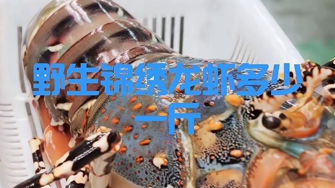 錦繡龍蝦多少錢一斤【錦繡龍蝦價格揭秘豆腐腦貓兒錦繡龍蝦有哪些營飪方法】 錦繡龍蝦多少錢一斤【錦繡龍蝦價格揭秘豆腐腦貓兒錦繡龍蝦有哪些營飪方法】 龍魚百科 第6張