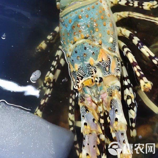錦繡龍蝦多少錢一斤【錦繡龍蝦價格揭秘豆腐腦貓兒錦繡龍蝦有哪些營飪方法】 錦繡龍蝦多少錢一斤【錦繡龍蝦價格揭秘豆腐腦貓兒錦繡龍蝦有哪些營飪方法】 龍魚百科 第5張