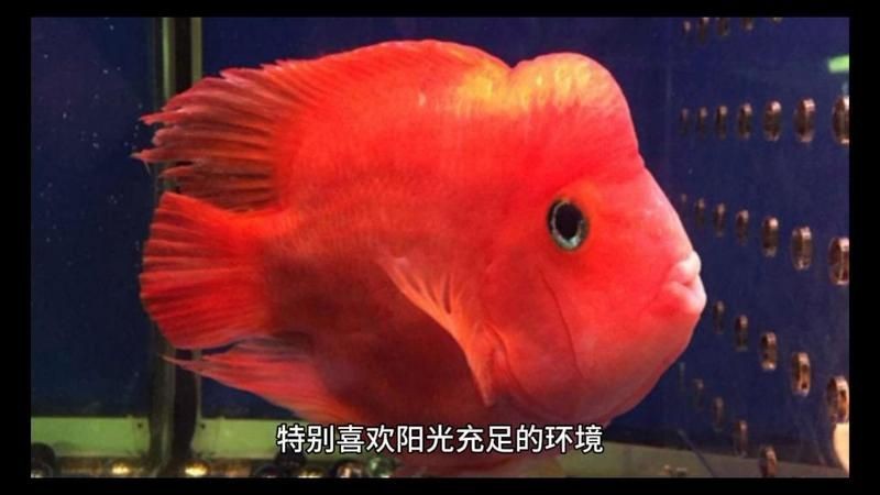 紅財神魚可以活幾年【紅財神魚多久喂一次食物】