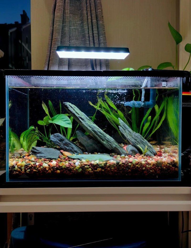 金龍魚缸清潔維護方法【金龍魚的清潔維護需要注意水質穩定性和操作安全性】