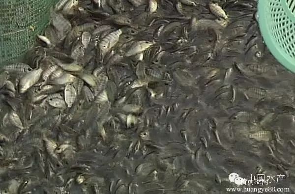 羅非魚可以和四大家魚混養嗎【羅非魚可以和四大家魚混養但需注意一些關鍵問題】 羅非魚可以和四大家魚混養嗎【羅非魚可以和四大家魚混養但需注意一些關鍵問題】 龍魚百科 第2張
