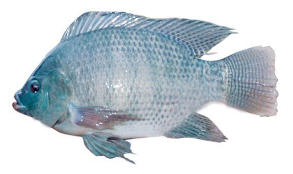 羅非魚可以和四大家魚混養嗎【羅非魚可以和四大家魚混養但需注意一些關鍵問題】 羅非魚可以和四大家魚混養嗎【羅非魚可以和四大家魚混養但需注意一些關鍵問題】 龍魚百科 第1張