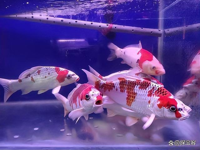 錦鯉一會活躍一會趴缸【《錦鯉活躍一會趴缸》活躍一會活躍一會趴缸的情況】