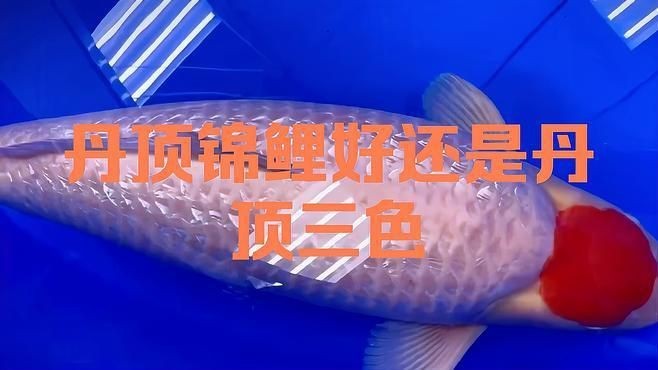 錦鯉丹頂昭和好還是三色好【丹頂昭和與三色錦鯉你更喜歡哪一種】 錦鯉丹頂昭和好還是三色好【丹頂昭和與三色錦鯉你更喜歡哪一種】 龍魚百科 第5張
