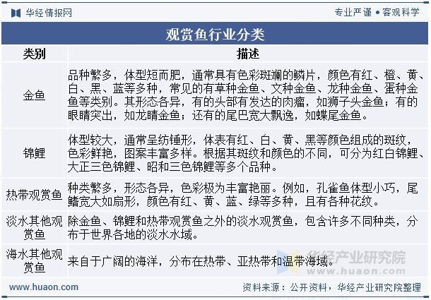 錦鯉丹頂昭和好還是三色好【丹頂昭和與三色錦鯉你更喜歡哪一種】 錦鯉丹頂昭和好還是三色好【丹頂昭和與三色錦鯉你更喜歡哪一種】 龍魚百科 第9張