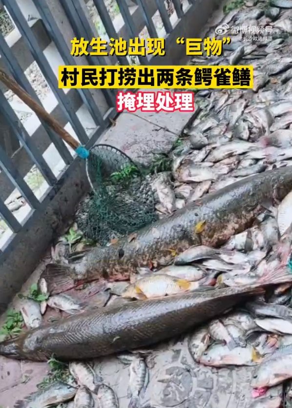 鱷雀鱔咬人嗎【鱷雀鱔會咬人嗎？】
