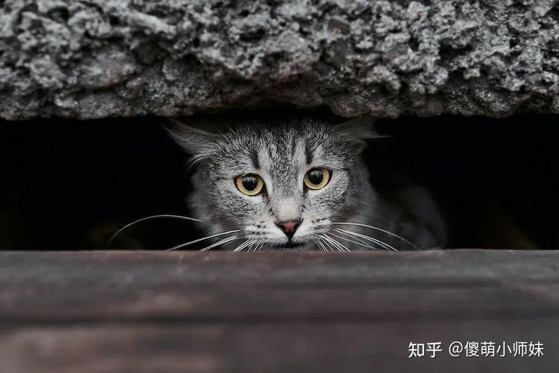 自來貓是吉還是兇 做生意【《\