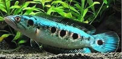 海象魚有幾個品種圖片大全【七彩海象魚的特點(diǎn)】 海象魚有幾個品種圖片大全【七彩海象魚的特點(diǎn)】 龍魚論壇 第4張