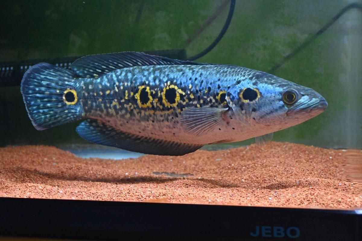 海象魚有幾個品種圖片大全【七彩海象魚的特點(diǎn)】 海象魚有幾個品種圖片大全【七彩海象魚的特點(diǎn)】 龍魚論壇 第5張