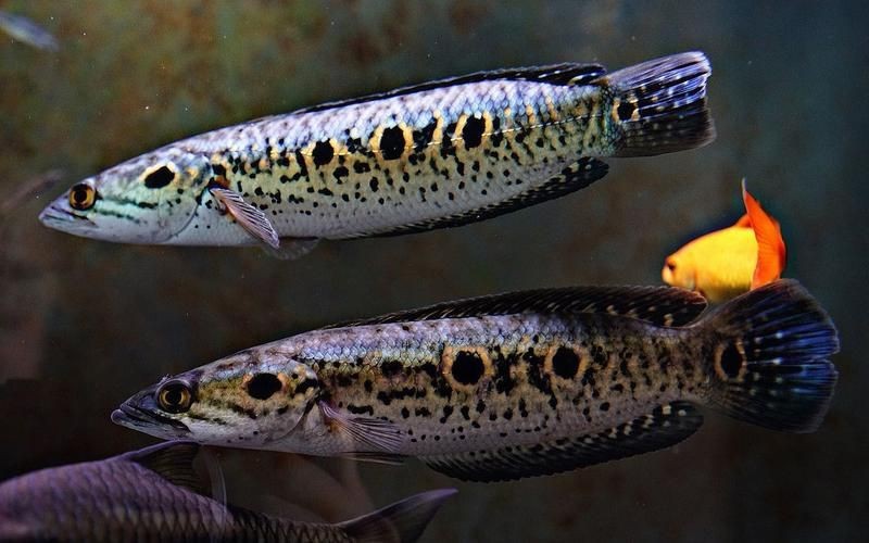 海象魚有幾個品種圖片大全【七彩海象魚的特點(diǎn)】 海象魚有幾個品種圖片大全【七彩海象魚的特點(diǎn)】 龍魚論壇 第6張