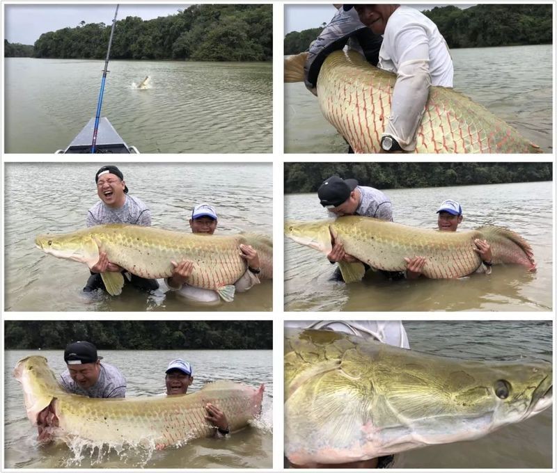 海象魚有幾個品種圖片大全【七彩海象魚的特點(diǎn)】 海象魚有幾個品種圖片大全【七彩海象魚的特點(diǎn)】 龍魚論壇 第15張