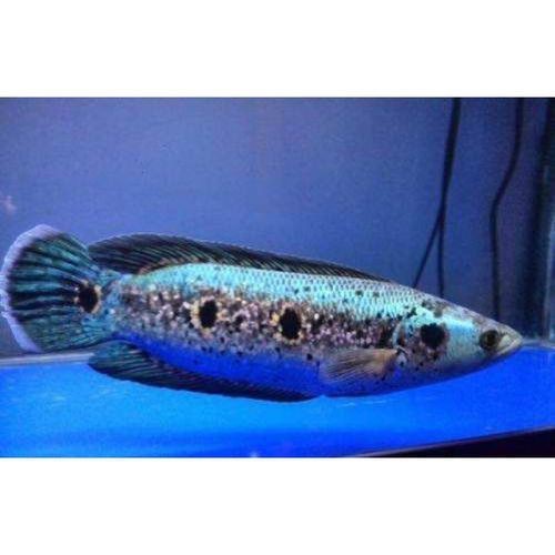 海象魚有幾個品種圖片大全【七彩海象魚的特點(diǎn)】 海象魚有幾個品種圖片大全【七彩海象魚的特點(diǎn)】 龍魚論壇 第9張