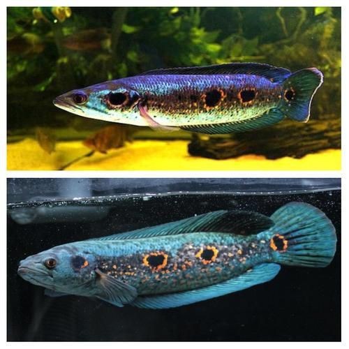 海象魚有幾個品種圖片大全【七彩海象魚的特點(diǎn)】 海象魚有幾個品種圖片大全【七彩海象魚的特點(diǎn)】 龍魚論壇 第8張