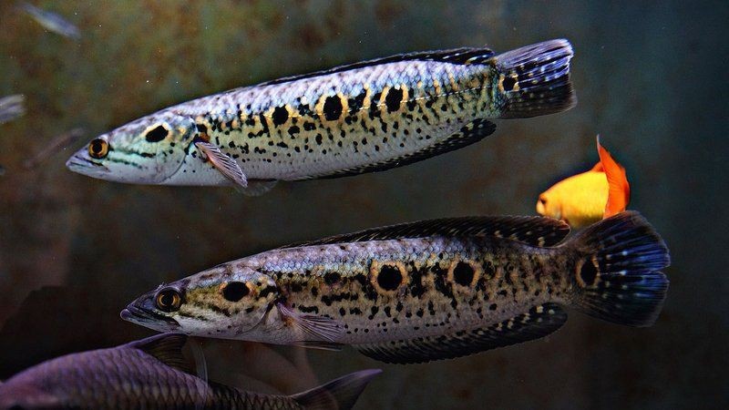 海象魚有幾個品種圖片大全【七彩海象魚的特點(diǎn)】 海象魚有幾個品種圖片大全【七彩海象魚的特點(diǎn)】 龍魚論壇 第20張