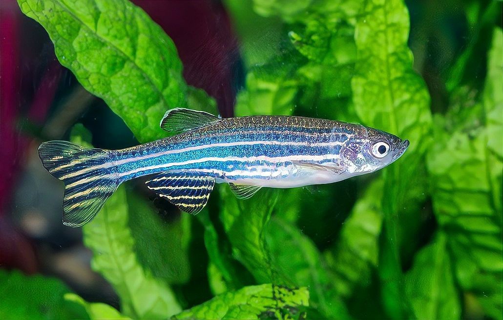 淡水魚能承受的最大鹽度【淡水魚能在海中生存嗎】 淡水魚能承受的最大鹽度【淡水魚能在海中生存嗎】 龍魚論壇 第1張