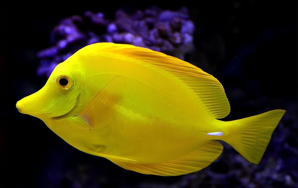 淡水魚能承受的最大鹽度【淡水魚能在海中生存嗎】 淡水魚能承受的最大鹽度【淡水魚能在海中生存嗎】 龍魚論壇 第4張