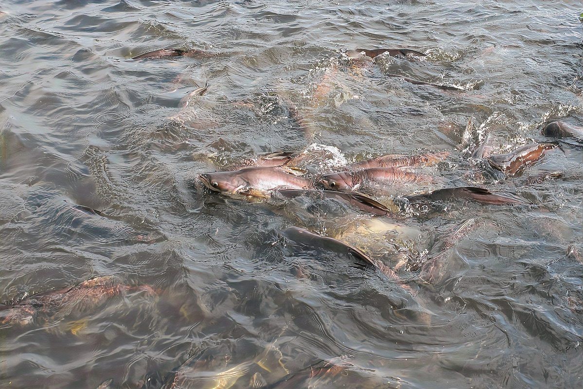 淡水魚能承受的最大鹽度【淡水魚能在海中生存嗎】 淡水魚能承受的最大鹽度【淡水魚能在海中生存嗎】 龍魚論壇 第6張
