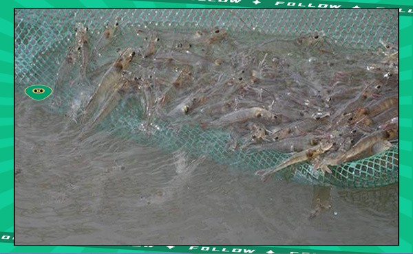 淡水魚能承受的最大鹽度【淡水魚能在海中生存嗎】 淡水魚能承受的最大鹽度【淡水魚能在海中生存嗎】 龍魚論壇 第5張