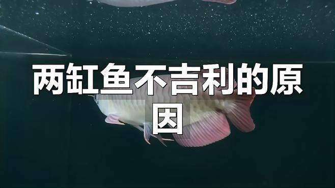 兩缸魚為何不能隨便養【缸魚不能隨便養】