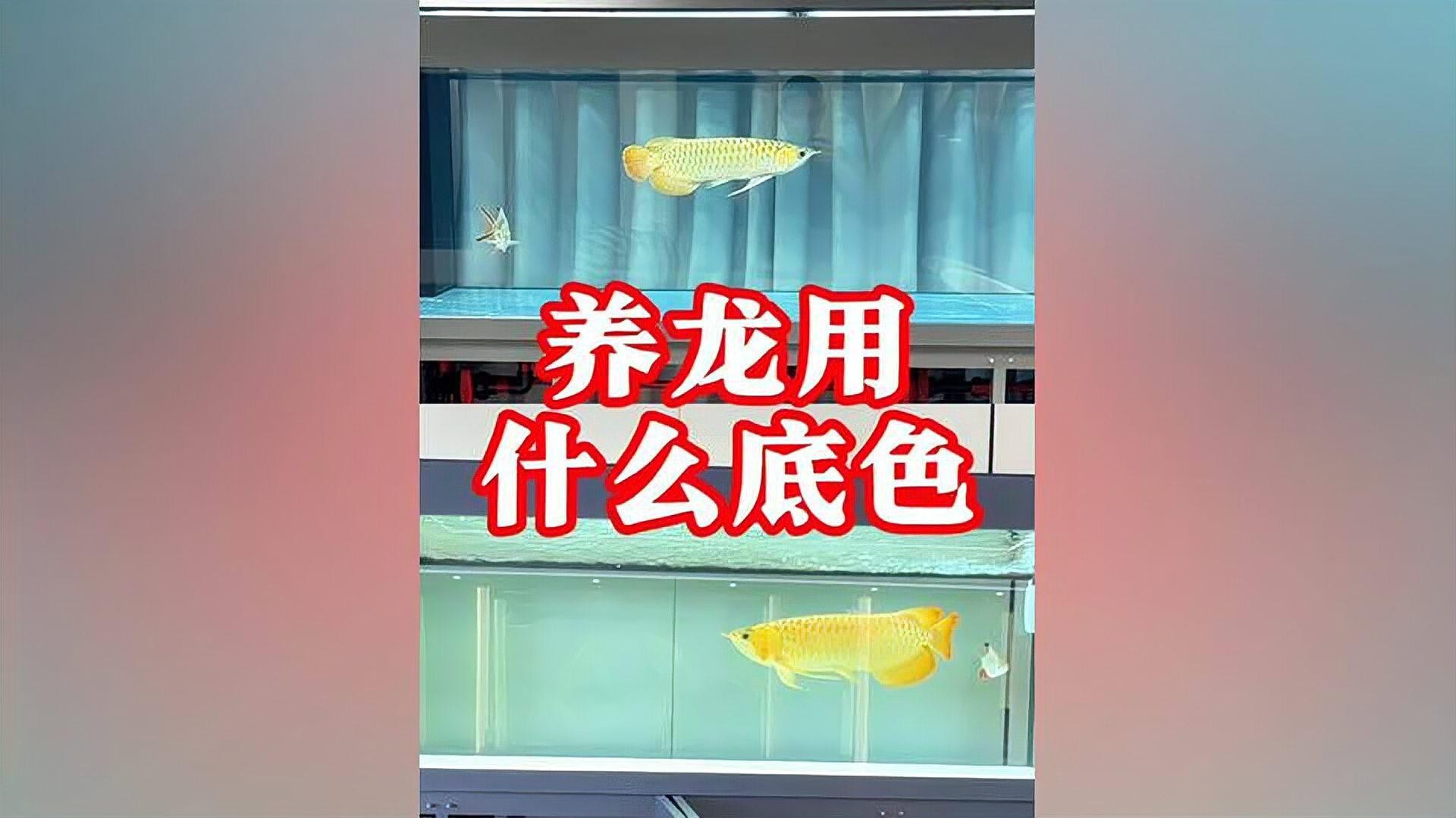 到底黑缸養金龍好還是白缸【養龍魚用黑底缸好還是白底缸好】