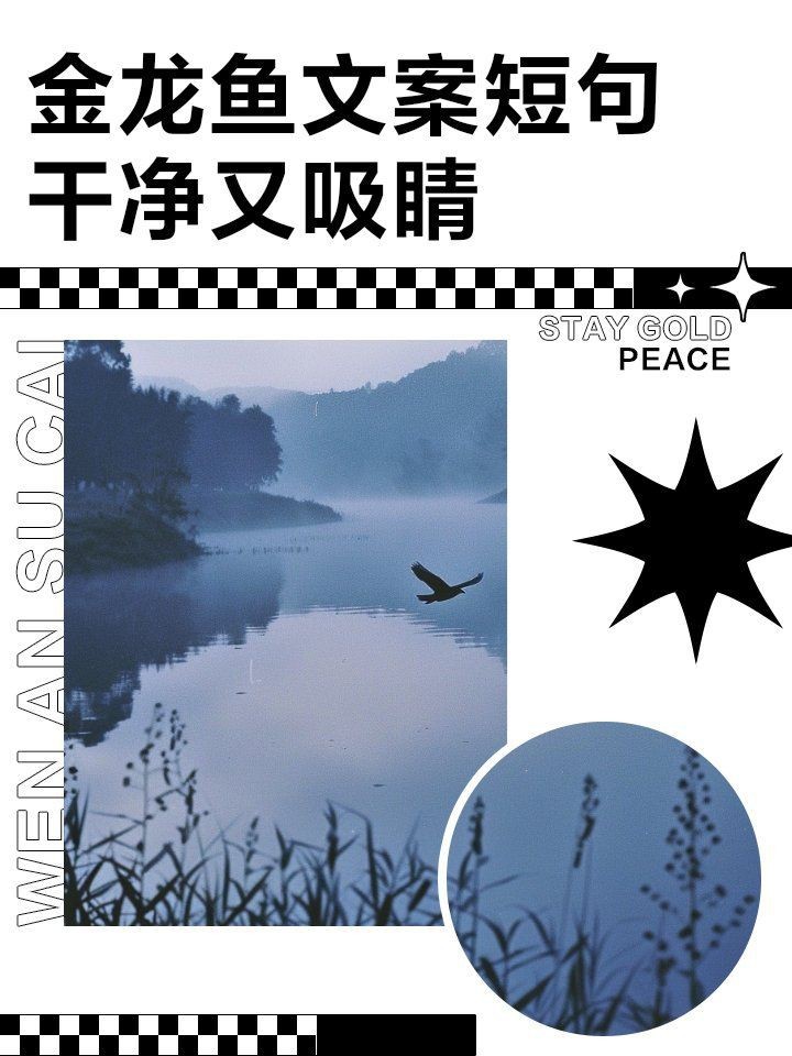 金龍魚最經典的三句話【《金龍魚最經典的三句話》】