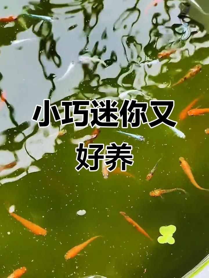 迷你小型冷水魚【五種新手都養不死的冷水魚！看看你養過幾種嗶哩嗶哩】 迷你小型冷水魚【五種新手都養不死的冷水魚！看看你養過幾種嗶哩嗶哩】 龍魚百科 第1張