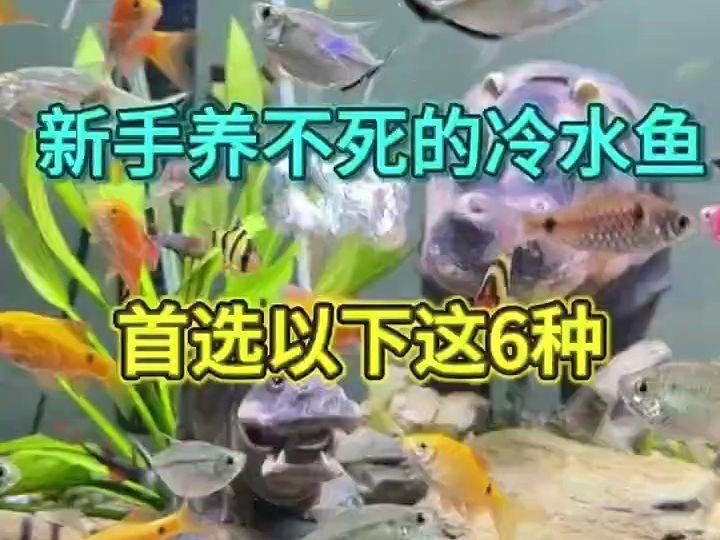 如何判斷龍龜的真假和品質，如何鑒別龍龜的真偽和質量 如何判斷龍龜的真假和品質，如何鑒別龍龜的真偽和質量 龍魚百科 第1張