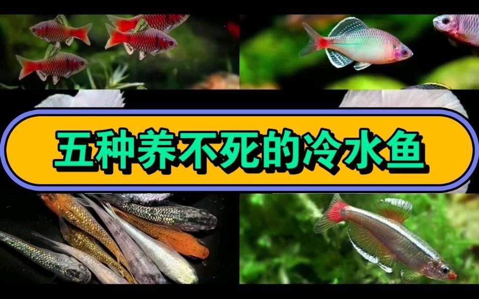 迷你小型冷水魚【五種新手都養不死的冷水魚！看看你養過幾種嗶哩嗶哩】 迷你小型冷水魚【五種新手都養不死的冷水魚！看看你養過幾種嗶哩嗶哩】 龍魚百科 第4張