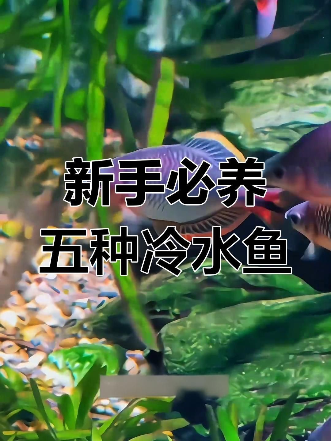 迷你小型冷水魚【五種新手都養不死的冷水魚！看看你養過幾種嗶哩嗶哩】 迷你小型冷水魚【五種新手都養不死的冷水魚！看看你養過幾種嗶哩嗶哩】 龍魚百科 第3張