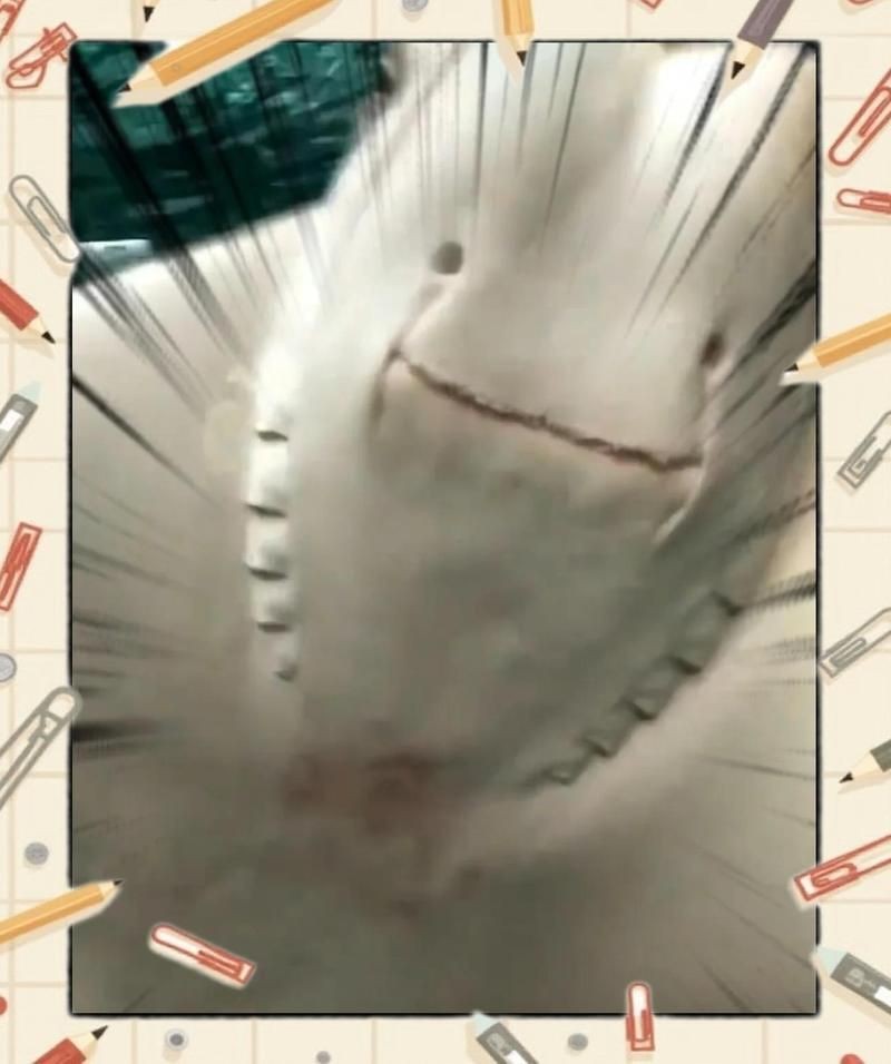 皇冠魟魚屬于什么檔次【皇冠魟魚為什么有人愿意花上萬元飼養皇冠珍珠魟魚】
