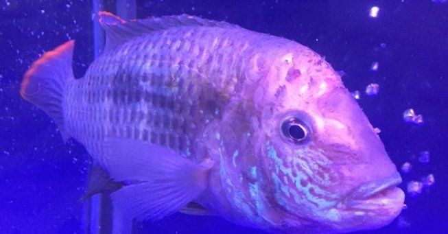 藍面財神魚最忌諱的三個東西【藍面財神魚最忌諱的三個東西**】