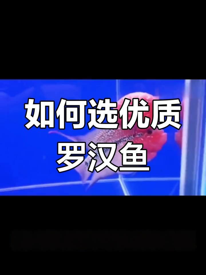 羅漢魚哪個品種最好【珍珠系與金花系的優缺點對比全民小視頻羅漢魚全攻略】