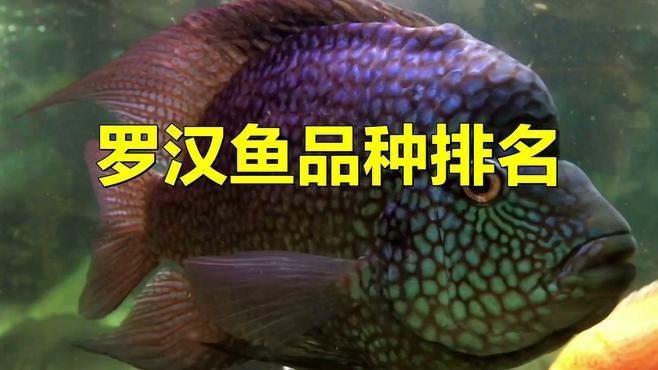 羅漢魚哪個品種最好【珍珠系與金花系的優缺點對比全民小視頻羅漢魚全攻略】