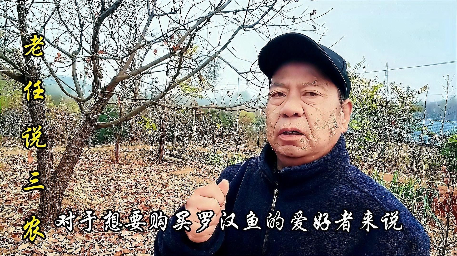 羅漢魚哪個品種最好【珍珠系與金花系的優缺點對比全民小視頻羅漢魚全攻略】