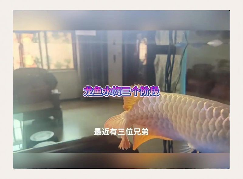 龍魚真菌感染最怕三種食物是什么【如何判斷龍魚是否感染真菌】