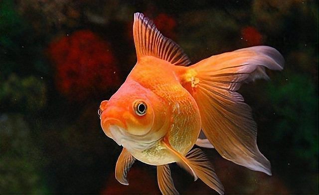 金龍魚多久會認主？【金龍魚多久會認主這一問題涉及金龍魚習性與飼養者互動的復雜過程】