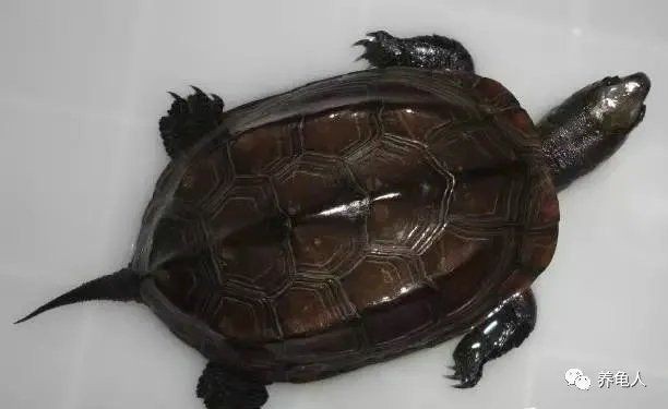 鎮宅最厲害三種龜【金錢龜、黃緣閉殼龜(cuoratrifasciata)】