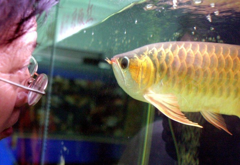 金龍魚常見病與治療【如何預防金龍魚疾病的發生】