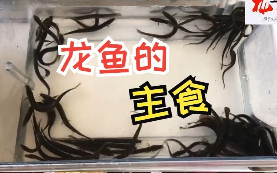 能再詳細說說龍魚的主食嗎？【龍魚喂食全攻略】