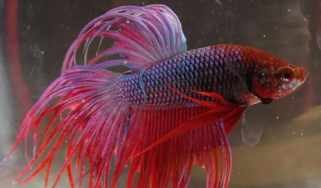 普通斗魚多少錢一只【斗魚一般多少錢一只】
