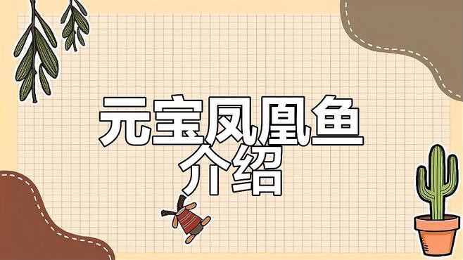 短身元寶鳳凰魚價格【水族界俗稱“水中仙子”元寶鳳凰魚的特點與價格差異】