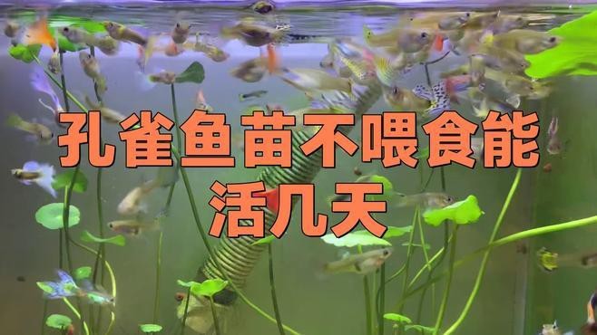 孔雀魚幾天不喂會餓死【孔雀魚不喂食能活幾天】