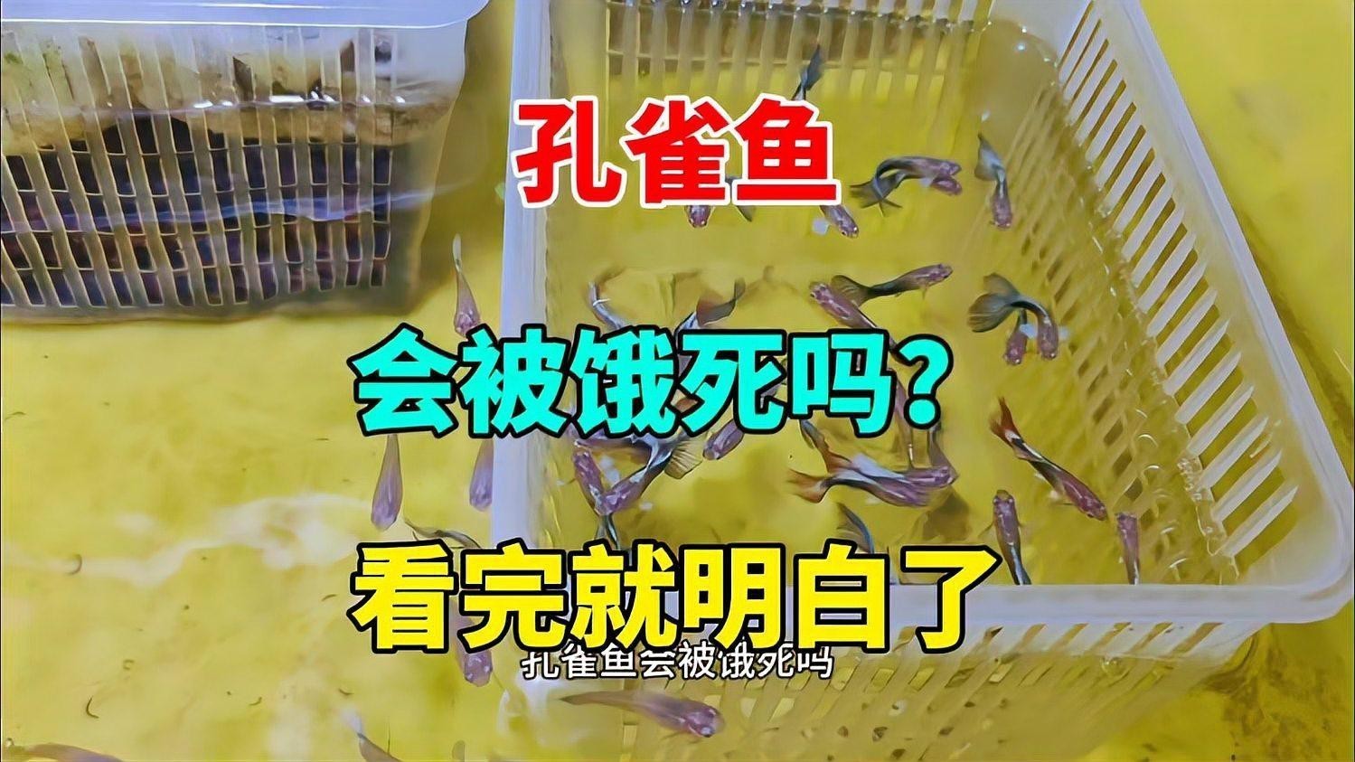 孔雀魚幾天不喂會餓死【孔雀魚不喂食能活幾天】