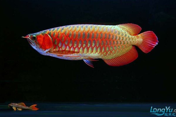 龍魚燈應(yīng)該多久換一次？【——龍魚燈的更換頻率因素而異】